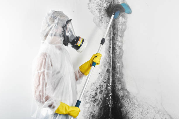 Best Attic Mold Removal  in Gypsum, CO