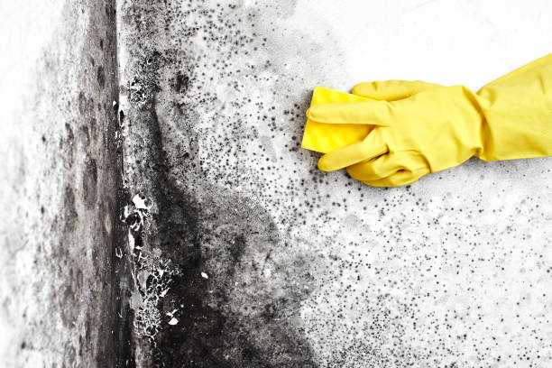 Best Asbestos and Lead Testing During Mold Inspection  in Gypsum, CO