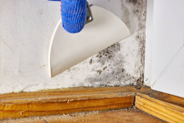 Best Post-Construction Mold Inspection  in Gypsum, CO